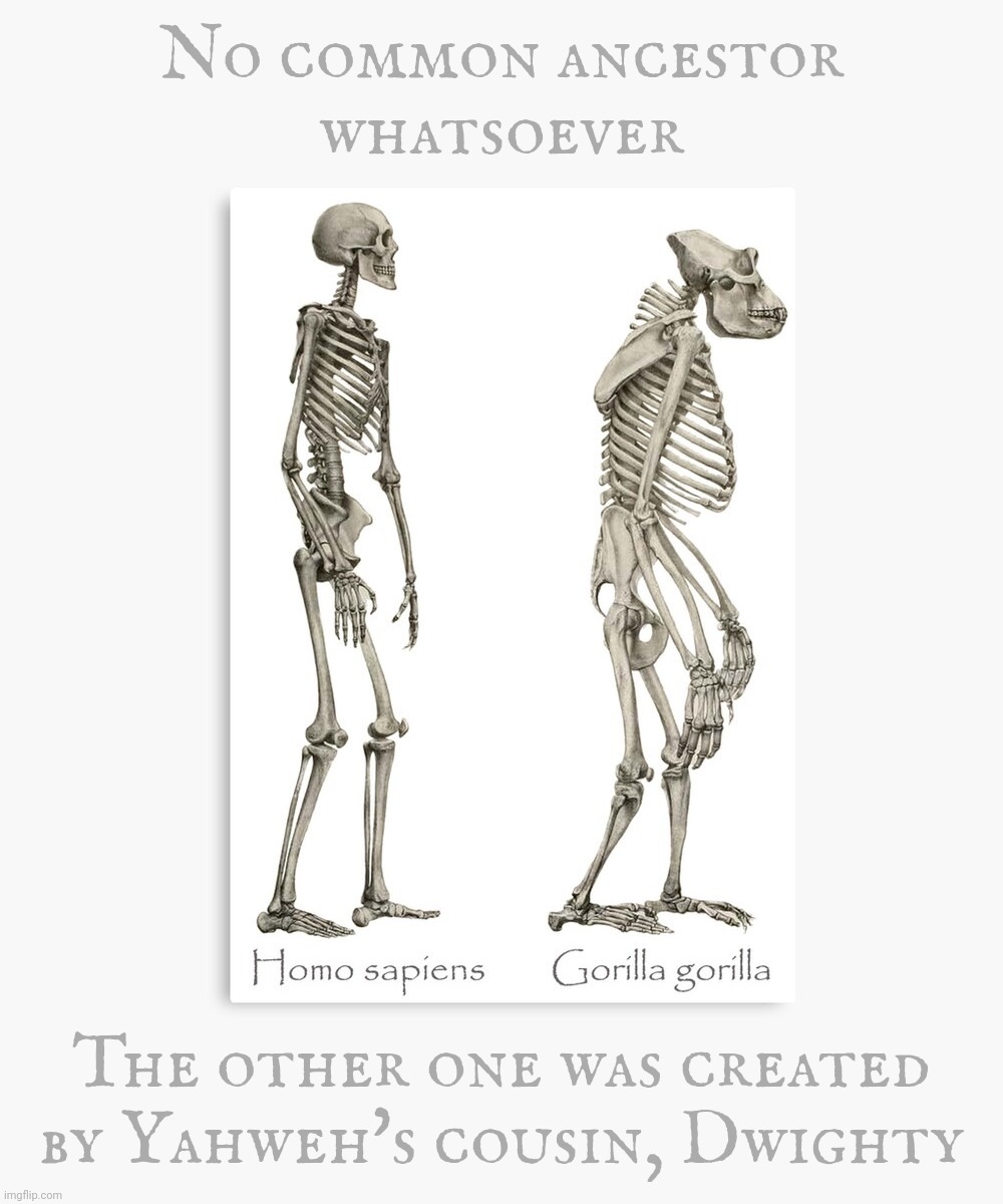 Putting the "Our"  in "Our image" | No common ancestor
whatsoever; The other one was created by Yahweh's cousin, Dwighty | image tagged in human,gorilla,common ancestry,primates,evolution,because creationists are utterly blinkered morons | made w/ Imgflip meme maker