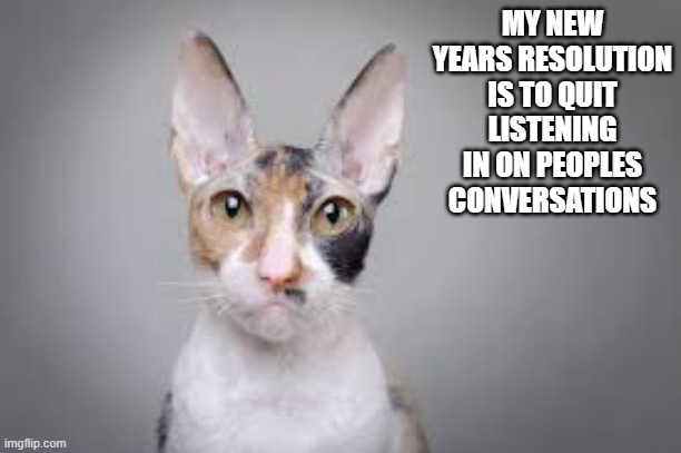 memes by Brad - Cats New Years Resolution is to quit eaves dropping -humor - | MY NEW YEARS RESOLUTION IS TO QUIT LISTENING IN ON PEOPLES CONVERSATIONS | image tagged in funny,cats,kittens,snow,humor,fights | made w/ Imgflip meme maker