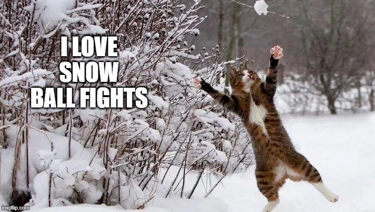 memes by Brad - My cat loves snow ball fights - humor- | I LOVE SNOW BALL FIGHTS | image tagged in cats,funny,kitten,snow,fight,humor | made w/ Imgflip meme maker