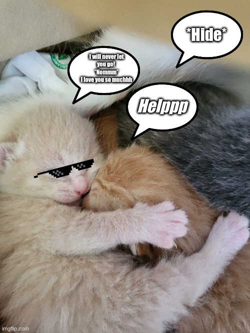 Cat is tooo loving | *Hide*; I will never let
you go! 
*Nommm*
I love you so muchhh; Helppp | image tagged in cute cat,funny,meme | made w/ Imgflip meme maker