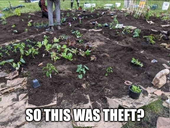 chaz garden | SO THIS WAS THEFT? | image tagged in chaz garden | made w/ Imgflip meme maker