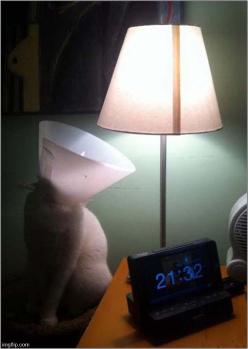 You Too ? | image tagged in cats,cone,lampshade | made w/ Imgflip meme maker