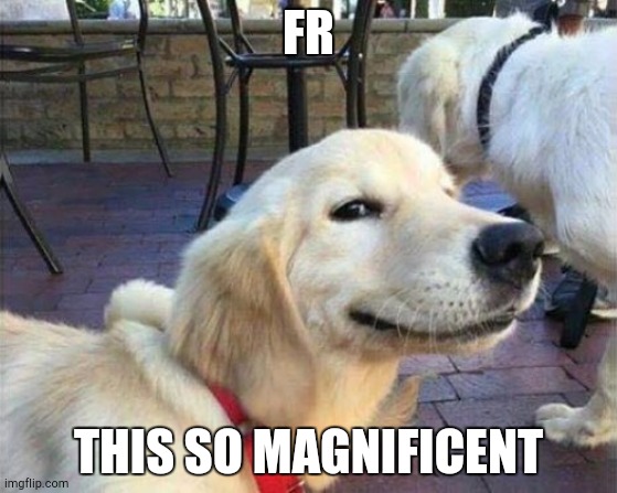 dog smiling | FR THIS SO MAGNIFICENT | image tagged in dog smiling | made w/ Imgflip meme maker