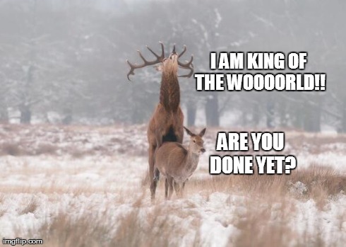I AM KING OF THE WOOOORLD!! ARE YOU DONE YET? | image tagged in buck | made w/ Imgflip meme maker