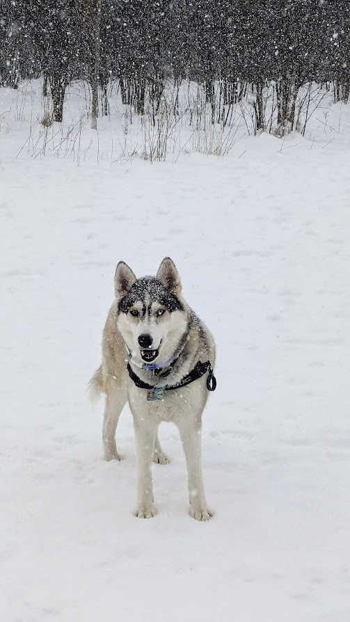 Husky in Snow Blank Meme Template