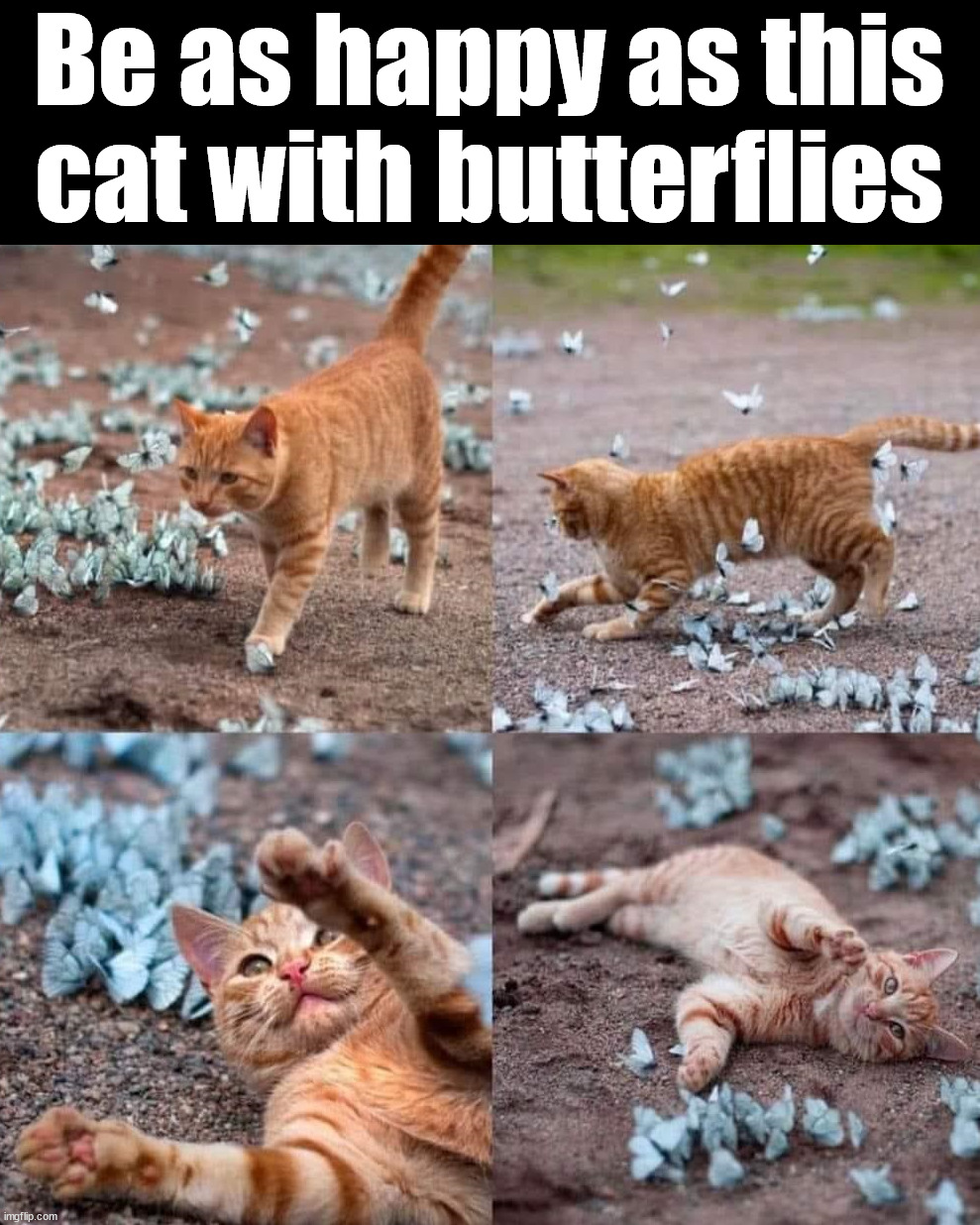 Happy | Be as happy as this cat with butterflies | image tagged in wholesome | made w/ Imgflip meme maker