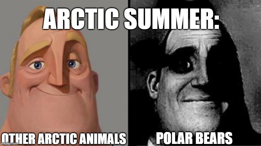 polar bear | ARCTIC SUMMER:; OTHER ARCTIC ANIMALS; POLAR BEARS | image tagged in traumatized mr incredible | made w/ Imgflip meme maker