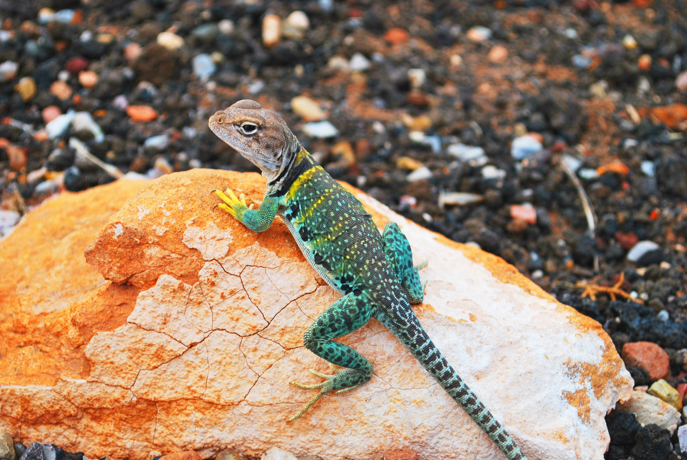 collared lizard Blank Meme Template