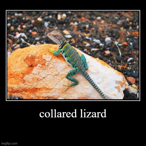 collared lizard | | image tagged in funny,demotivationals | made w/ Imgflip demotivational maker