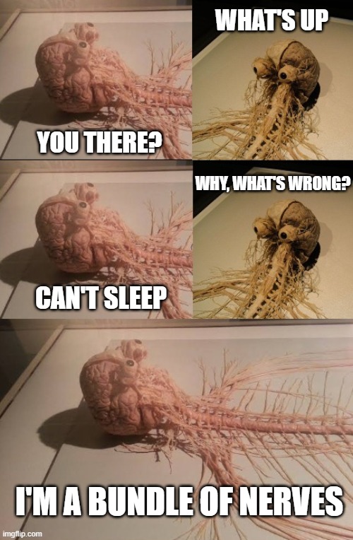 Can't sleep | WHAT'S UP; YOU THERE? WHY, WHAT'S WRONG? CAN'T SLEEP; I'M A BUNDLE OF NERVES | image tagged in nervous system thinking | made w/ Imgflip meme maker