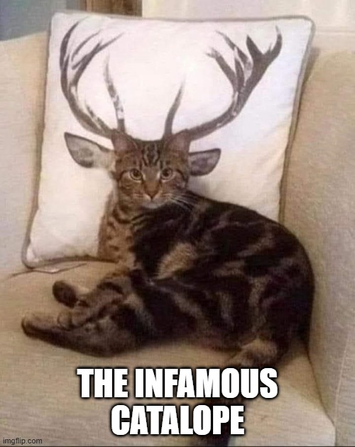 Catalope | THE INFAMOUS CATALOPE | image tagged in cats | made w/ Imgflip meme maker