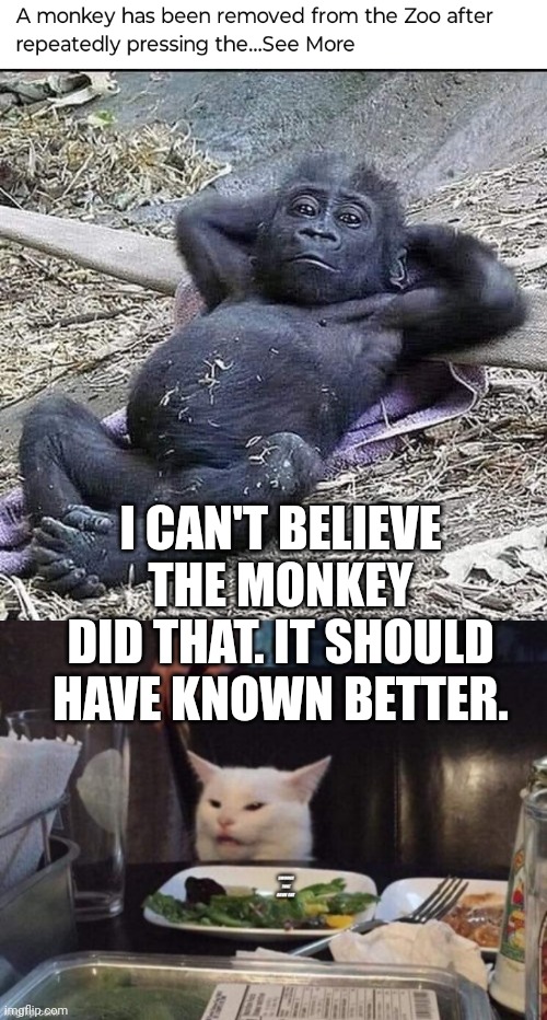 I CAN'T BELIEVE THE MONKEY DID THAT. IT SHOULD HAVE KNOWN BETTER. | image tagged in smudge that darn cat | made w/ Imgflip meme maker