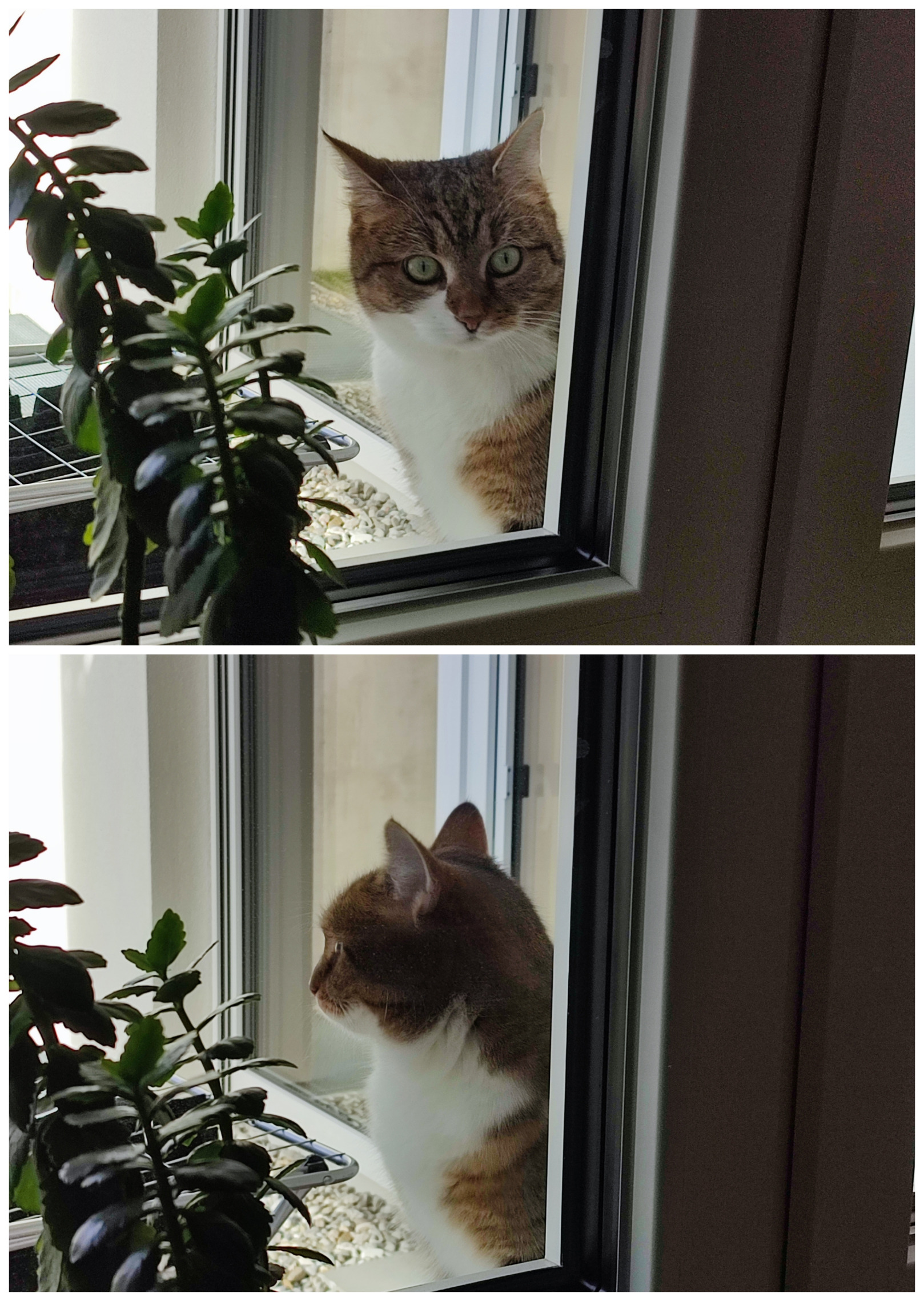 Cat stucked outside Blank Meme Template