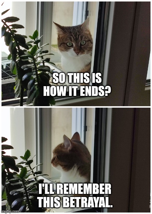 Cat stucked outside | SO THIS IS HOW IT ENDS? I'LL REMEMBER THIS BETRAYAL. | image tagged in cat,window,austria,cold,betrayal | made w/ Imgflip meme maker