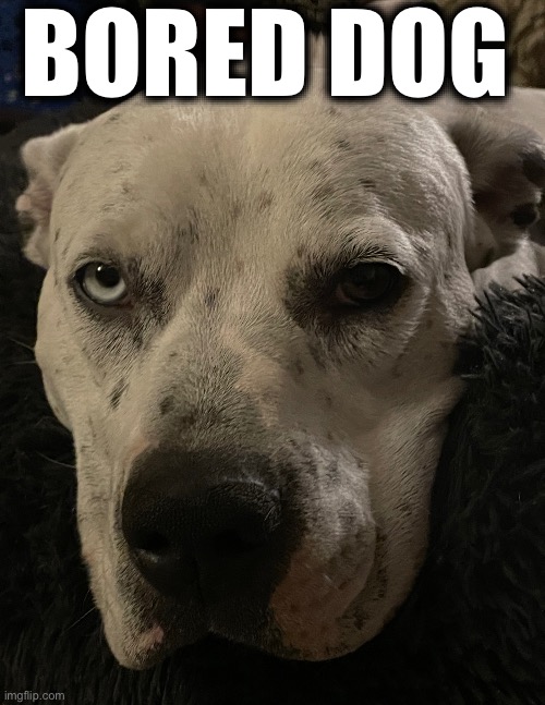 It’s a bored dog | BORED DOG | image tagged in bored dog,dog bored,dog,boreed,dog for the second time | made w/ Imgflip meme maker