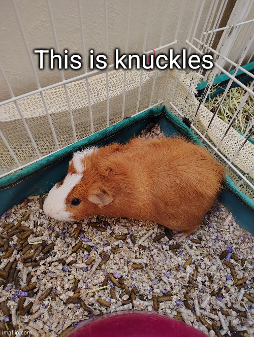 my guinea pig named knuckles | This is knuckles | image tagged in knuckles,enchidna,sonic the hedgehog,sonic,pig,mouse | made w/ Imgflip meme maker