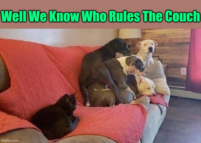 And the house tew | Well We Know Who Rules The Couch | image tagged in cats,memes,dogs,animals | made w/ Imgflip meme maker