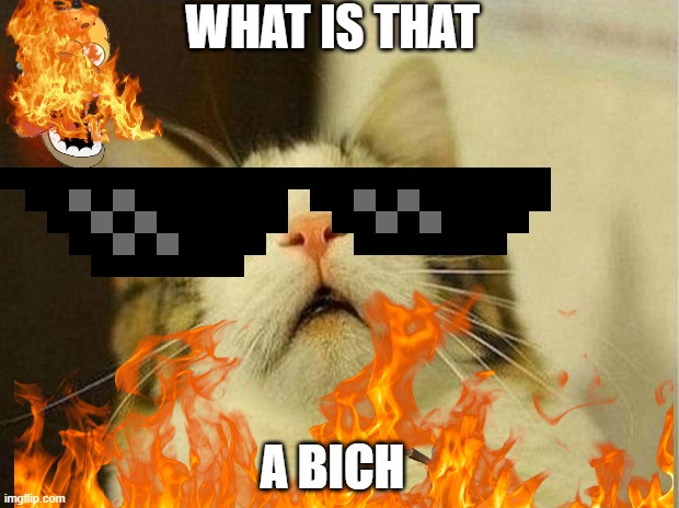 dfgh | WHAT IS THAT; A BICH | image tagged in memes,scared cat | made w/ Imgflip meme maker