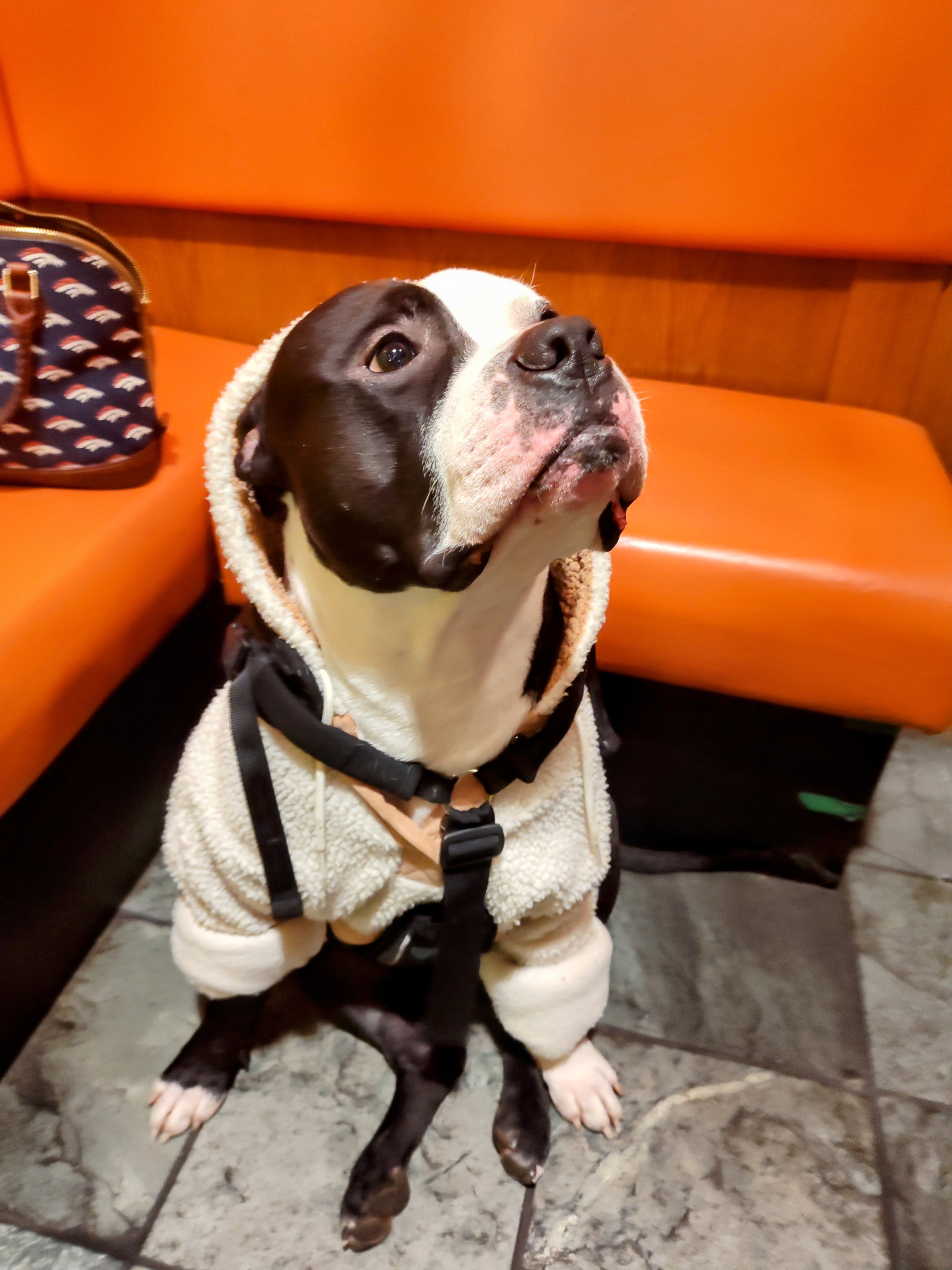 Willow & Ruger dog apparel Blank Meme Template