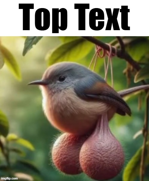 bird with balls | Top Text | image tagged in bird with balls | made w/ Imgflip meme maker