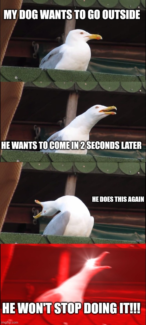 My dog's game | MY DOG WANTS TO GO OUTSIDE; HE WANTS TO COME IN 2 SECONDS LATER; HE DOES THIS AGAIN; HE WON'T STOP DOING IT!!! | image tagged in memes,inhaling seagull | made w/ Imgflip meme maker