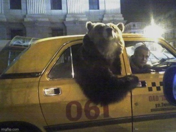 bear taxi | image tagged in bear taxi | made w/ Imgflip meme maker