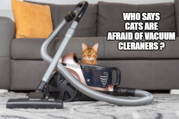 memes by Brad - Who says cats are afraid of vacuum cleaners? | WHO SAYS CATS ARE AFRAID OF VACUUM CLERANERS ? | image tagged in cats,kittens,scared,vacuum cleaner,funny,humor | made w/ Imgflip meme maker