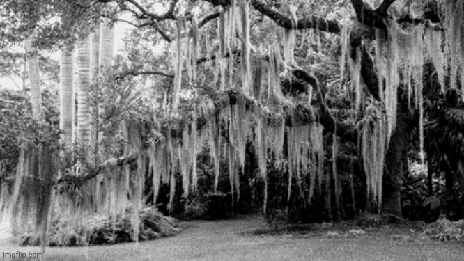 Spanish moss trees and visiting family in b & w. Blank Meme Template