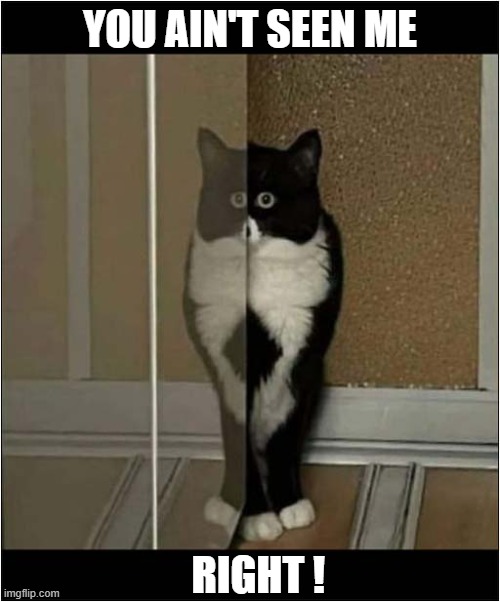 A Split Reflection ! | YOU AIN'T SEEN ME; RIGHT ! | image tagged in cats,hiding,mirror | made w/ Imgflip meme maker