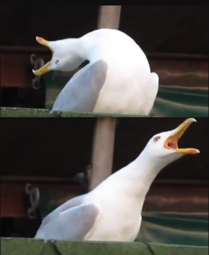 seagul meme Blank Meme Template