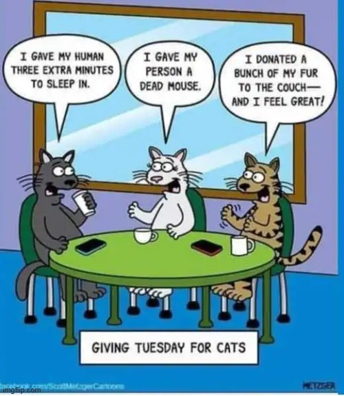 Cats Giving Back | image tagged in funny cats,cats rule,group chats,spoiled,gifts,imgflip humor | made w/ Imgflip meme maker