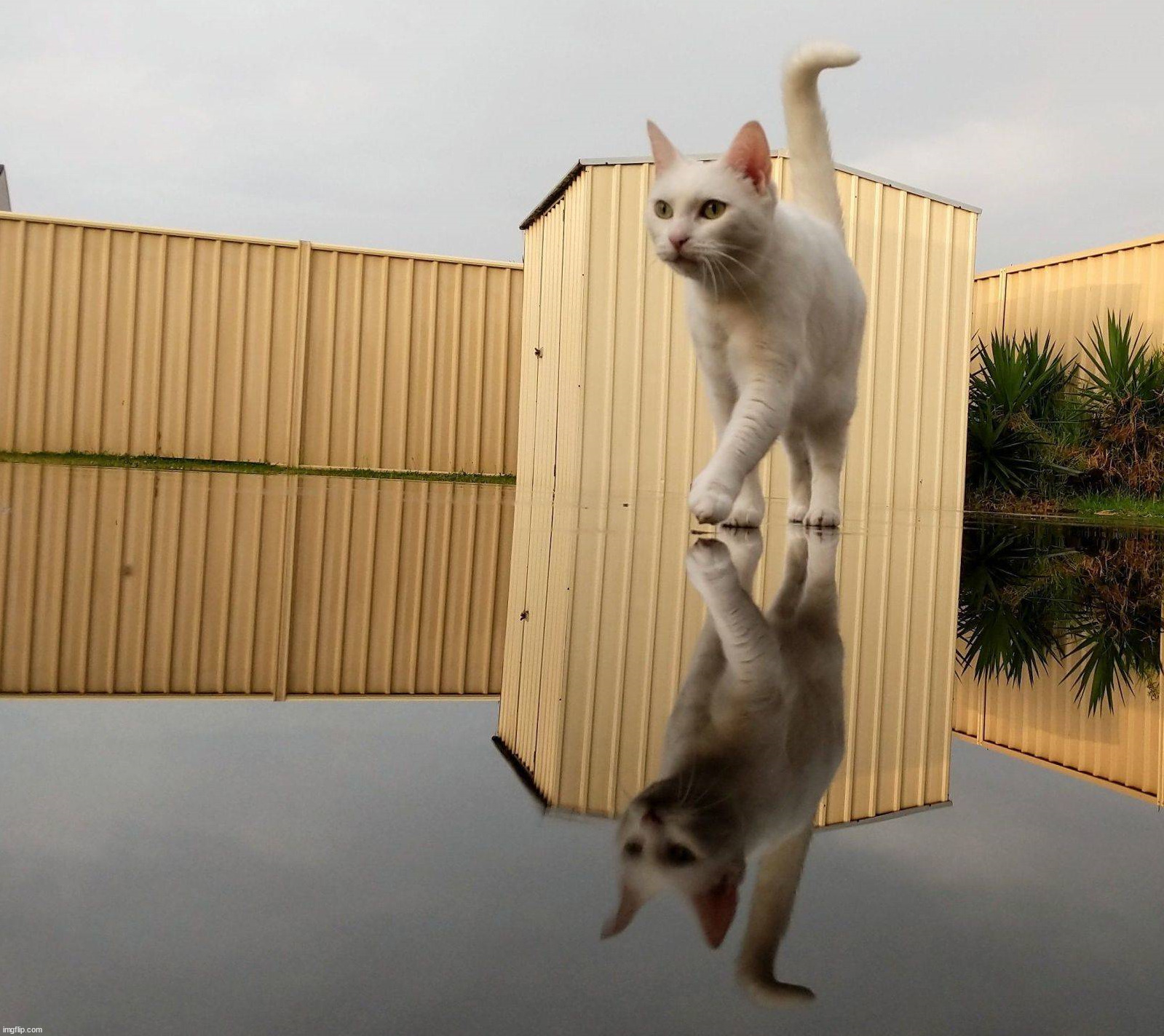 Cat reflection | image tagged in awesome | made w/ Imgflip meme maker