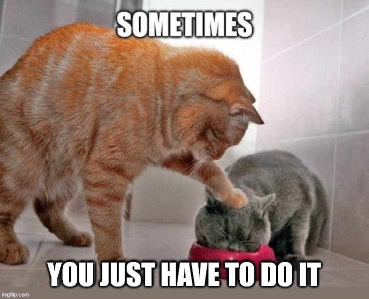 What cats do | YOU JUST HAVE TO DO IT | image tagged in cats | made w/ Imgflip meme maker