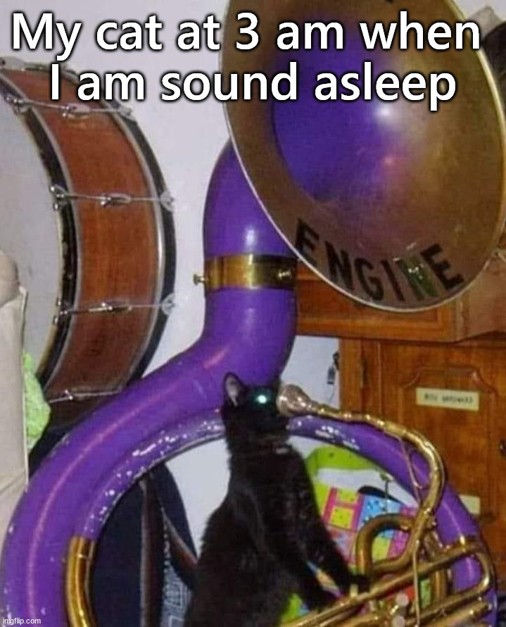 I need some sleep | My cat at 3 am when 
I am sound asleep | image tagged in cats | made w/ Imgflip meme maker