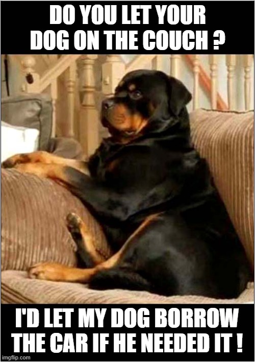 The Joy Of Dog Ownership ! | DO YOU LET YOUR DOG ON THE COUCH ? I'D LET MY DOG BORROW THE CAR IF HE NEEDED IT ! | image tagged in dogs,rottweiler,couch,car | made w/ Imgflip meme maker