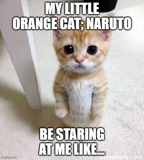 My little kitty. | MY LITTLE ORANGE CAT; NARUTO; BE STARING AT ME LIKE... | image tagged in memes,cute cat | made w/ Imgflip meme maker