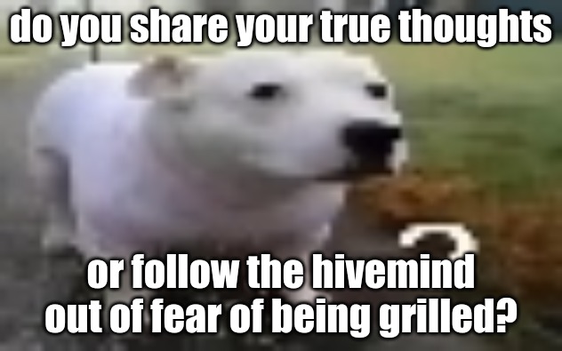 huh | do you share your true thoughts; or follow the hivemind out of fear of being grilled? | image tagged in huh | made w/ Imgflip meme maker