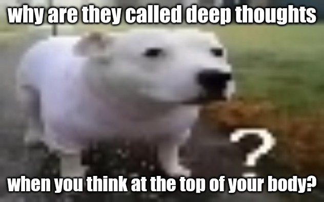 huh | why are they called deep thoughts; when you think at the top of your body? | image tagged in huh | made w/ Imgflip meme maker