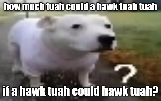 huh | how much tuah could a hawk tuah tuah; if a hawk tuah could hawk tuah? | image tagged in huh | made w/ Imgflip meme maker