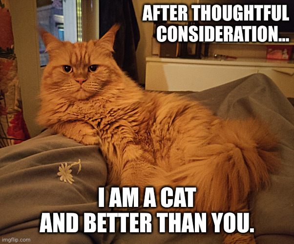 Cat has considered and reached a conclusion. | AFTER THOUGHTFUL CONSIDERATION... I AM A CAT AND BETTER THAN YOU. | image tagged in judgemental,cat,opinion | made w/ Imgflip meme maker