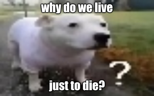 huh | why do we live; just to die? | image tagged in huh | made w/ Imgflip meme maker