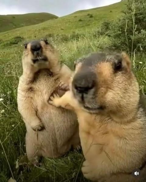 Capybara Blank Meme Template