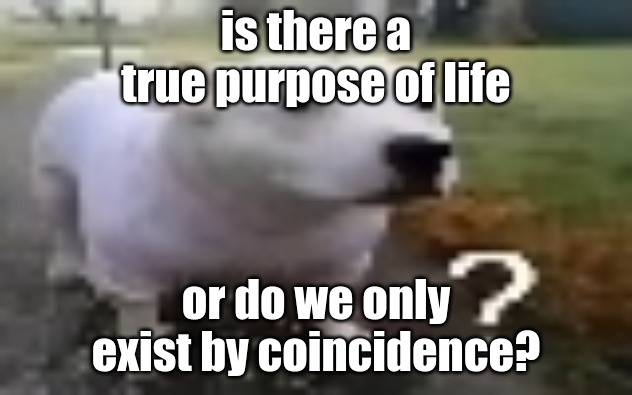 huh | is there a true purpose of life; or do we only exist by coincidence? | image tagged in huh | made w/ Imgflip meme maker