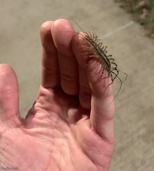 I’ll never forget you, house centipede. | made w/ Imgflip meme maker