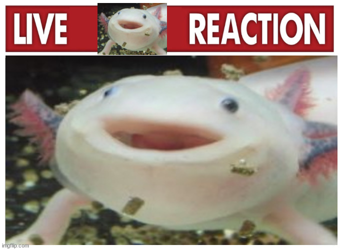 live axolotl reaction | made w/ Imgflip meme maker