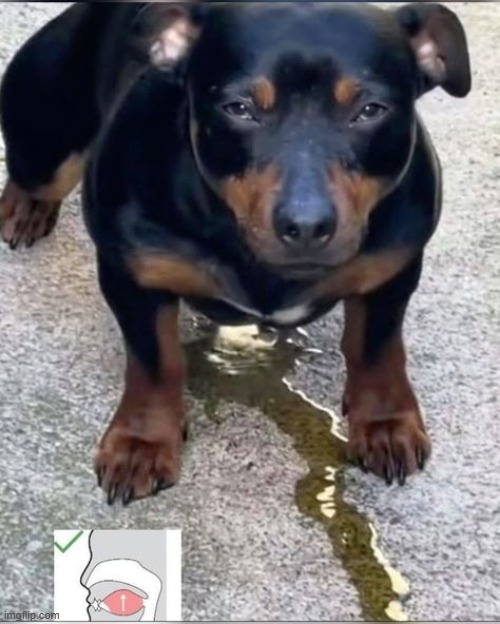 r kelly dog | made w/ Imgflip meme maker