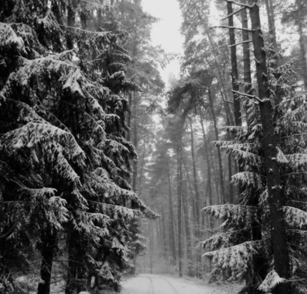 Wintergreen. x Blank Meme Template