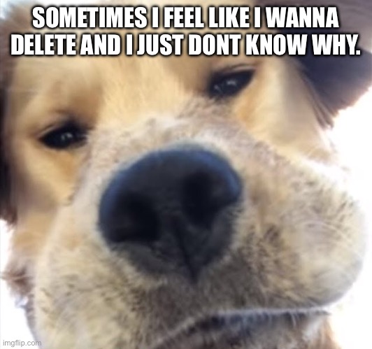 this is what old me would say 24/7 | SOMETIMES I FEEL LIKE I WANNA DELETE AND I JUST DONT KNOW WHY. | image tagged in doggo bruh | made w/ Imgflip meme maker