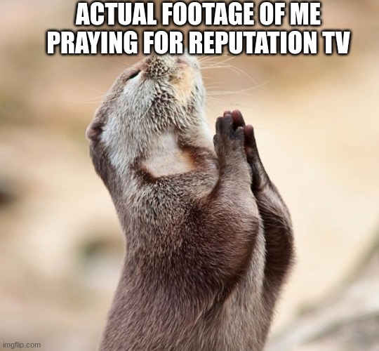 Taylor please girlyyy? | ACTUAL FOOTAGE OF ME PRAYING FOR REPUTATION TV | image tagged in animal praying,taylor swift,reputation | made w/ Imgflip meme maker