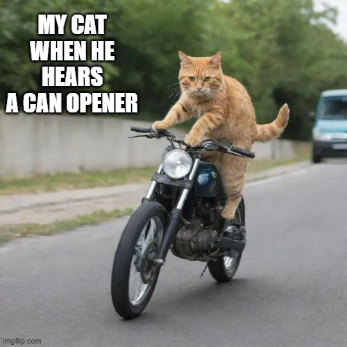 memes by Brad - when my cat hears a can opener | MY CAT WHEN HE HEARS A CAN OPENER | image tagged in cats,kitten,cat at dinner,dinner,funny,humor | made w/ Imgflip meme maker